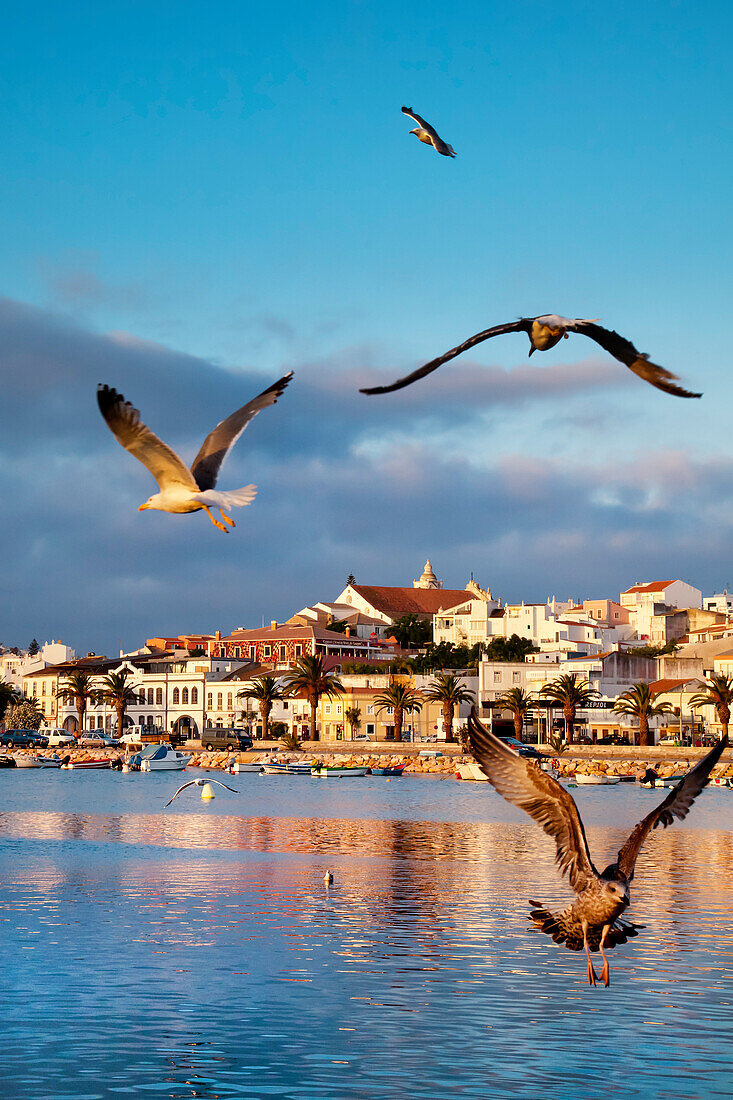 Möwen vor Altstadt, Lagos, Algarve, Portugal