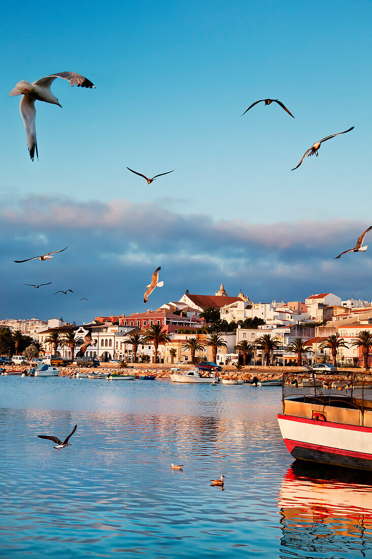 Seagulls and fishing boats, old town, Lagos, Algarve, Portugal