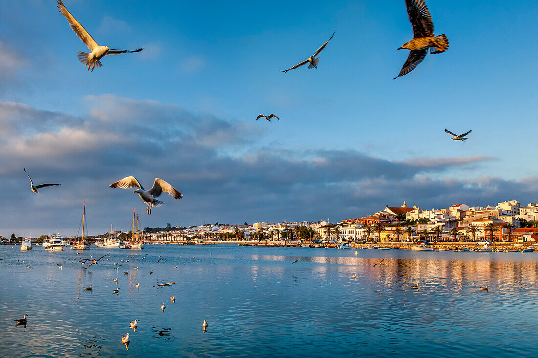 Seagulls, old town, Lagos, Algarve, Portugal