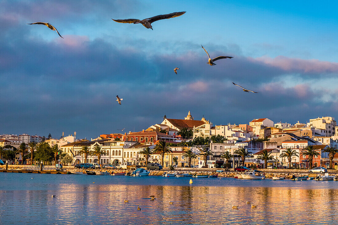 Möwen vor Altstadt, Lagos, Algarve, Portugal