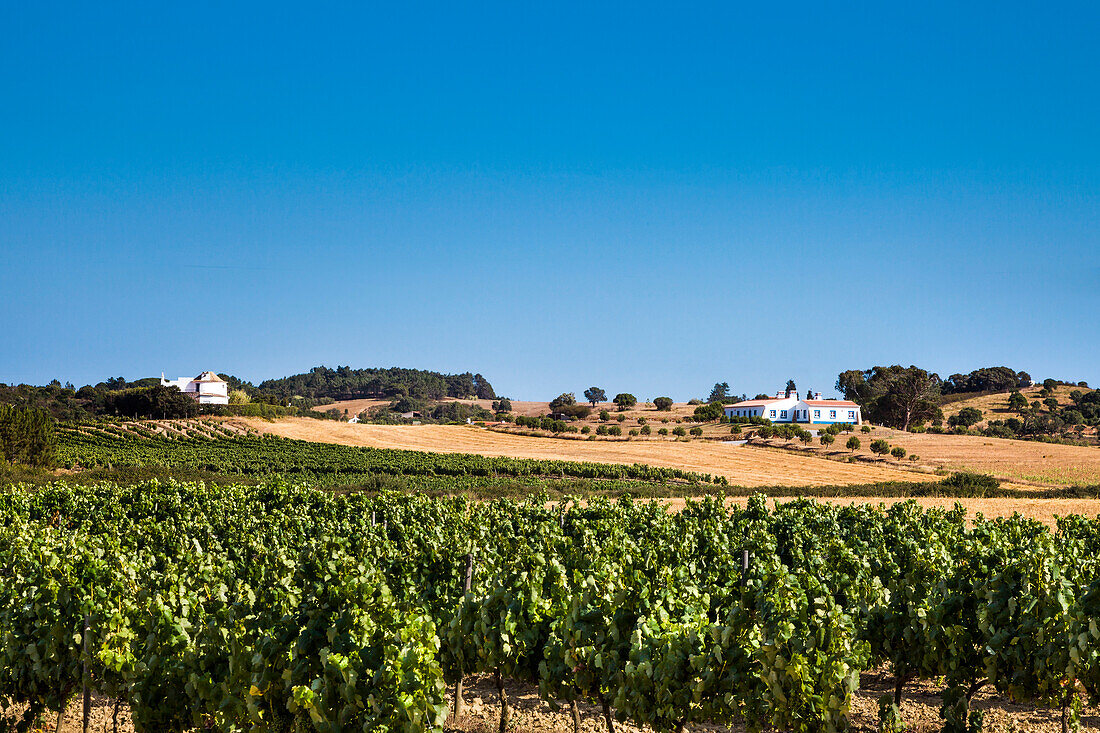 Vines and finca near Aljezur, Costa Vicentina, Algarve, Portugal