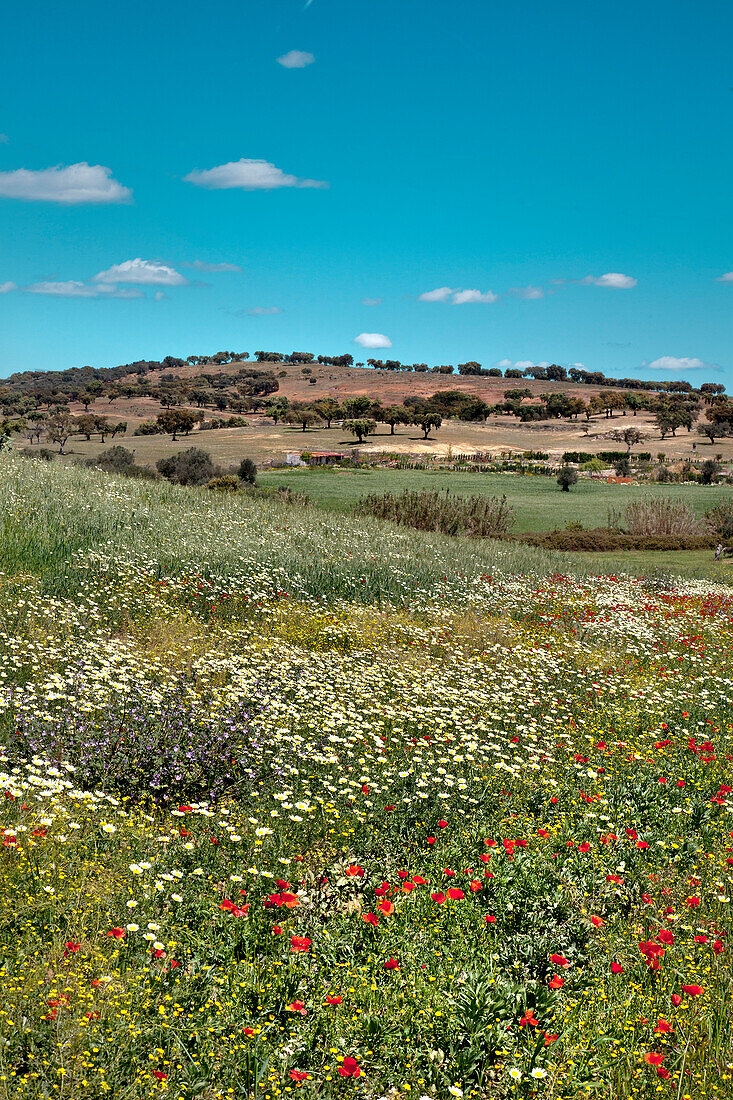 Flowery meadow near Serpa, Alentejo, Portugal