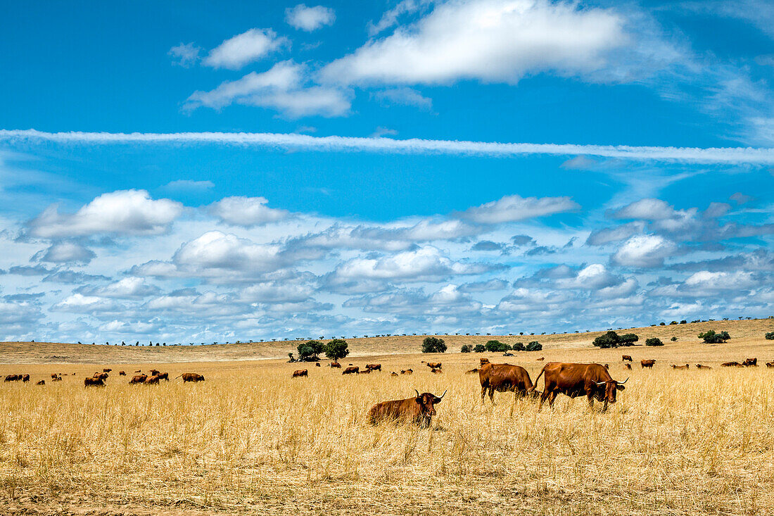 Kühe auf einer Weide mit Korkeichen, Evora, Alentejo, Portugal