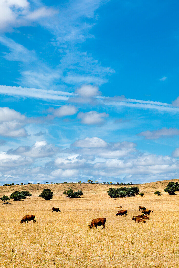 Kühe auf einer Weide mit Korkeichen, Evora, Alentejo, Portugal