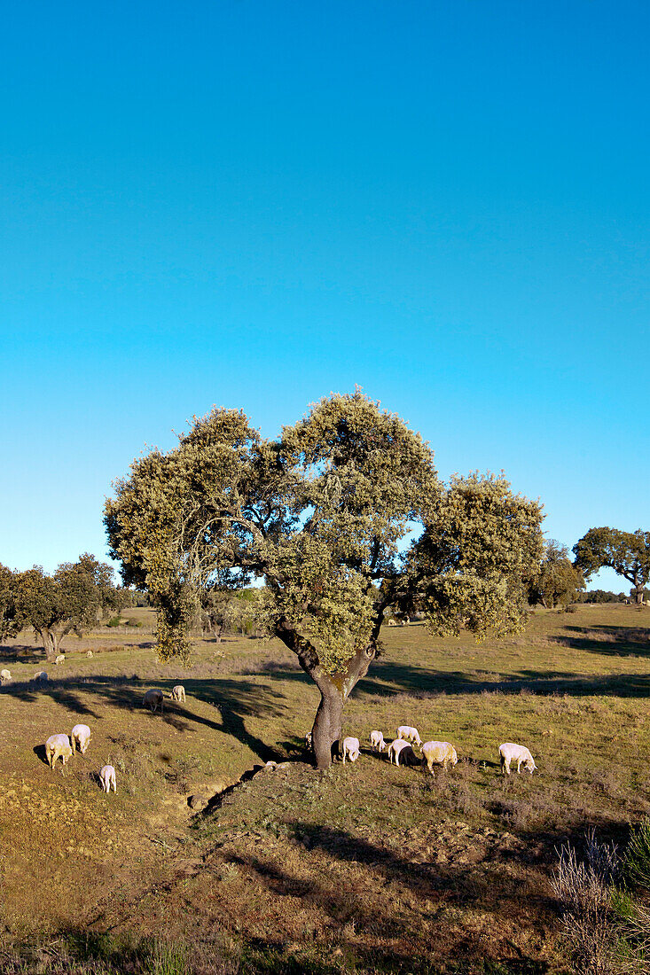 Korkeichen und Schafe bei Evora, Alentejo, Portugal