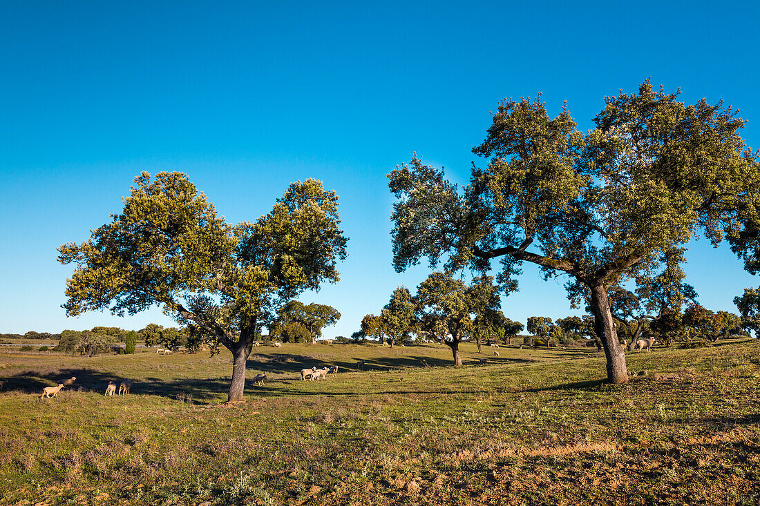 Cork oaks and sheep near Evora, Alentejo, Portugal