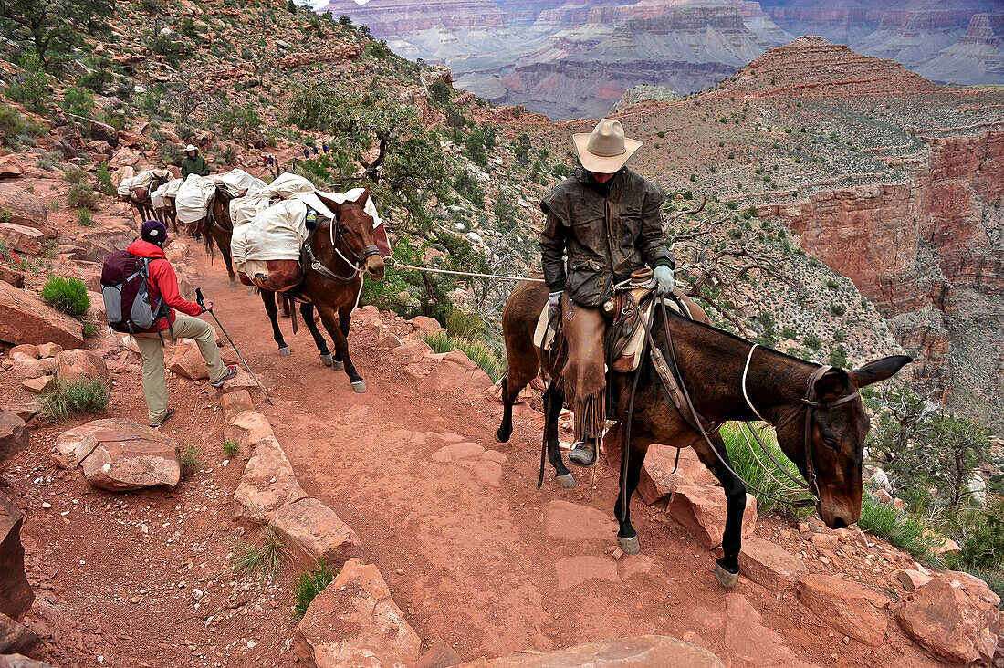 Female hiker waits for pack horses to pass on the South Kaibab Trail in Grand Canyon National Park north of Williams, Arizona May 2011.  The South Kaibab Trail starts on the south rim of the Colorado Plateau and follows a ridge out to Skeleton Point allow