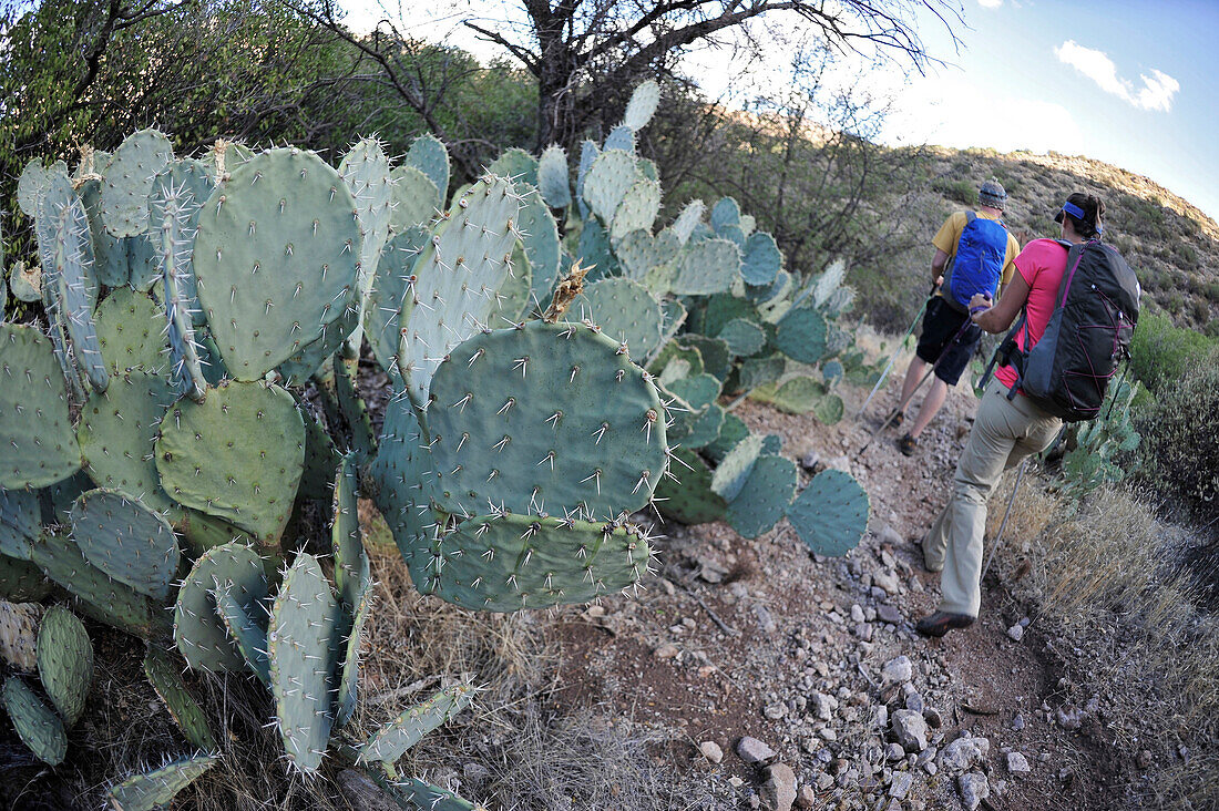 Man and woman backpackers hike next to prickly pear cactus on the Dutchmans Trail in the Superstition Wilderness Area, Tonto National Forest near Phoenix, Arizona November 2011.  The trail links up with the popular Peralta Trail and offers a spectacular t