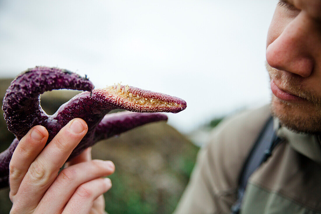 a curious man inspects a purple Starfish (Pisaster ochraceus) on the westcoast of British Columbia.