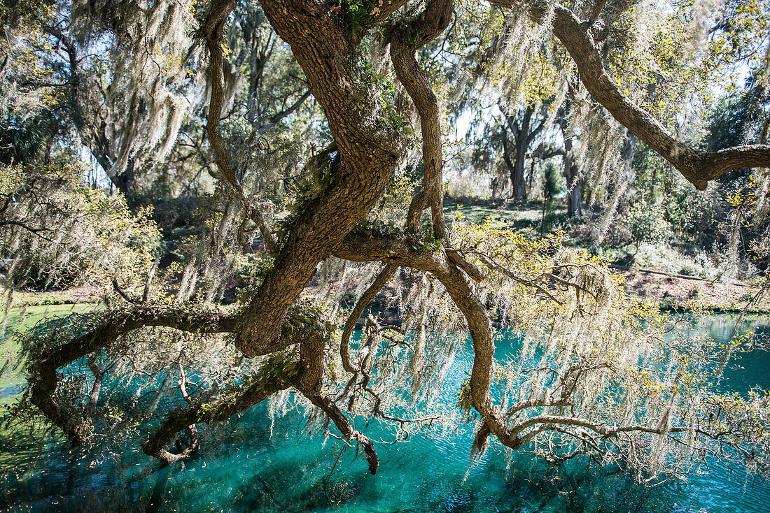 An oak tree branch dips into the pond at Mepkin Abbey in South Carolina