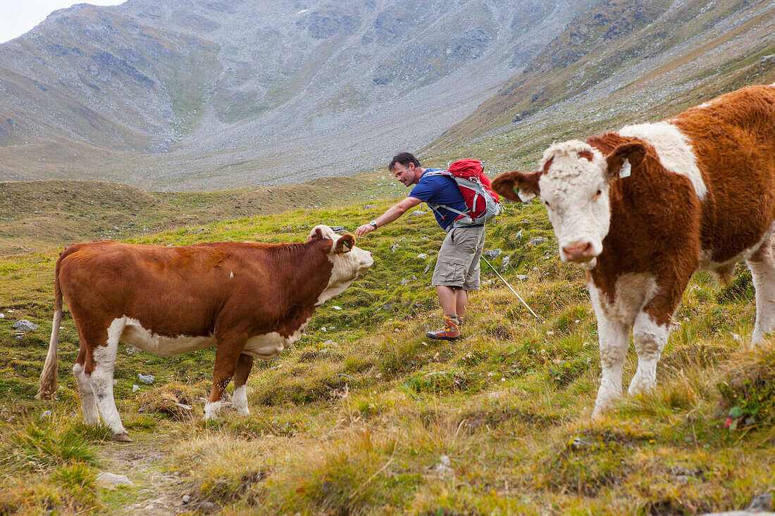 A male hiker pets a cow during the Glocknerrunde, a 7 stage trekking from Kaprun to Kals around the Grossglockner, the highest mountain of Austria.     Located in the heart of the Hohe Tauern National Park which contrasts impressive, glacier-covered high 