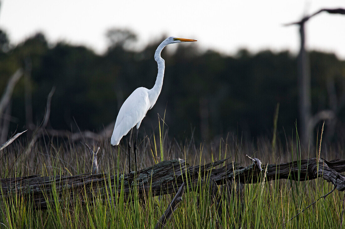 A great egret stands on a tree limb above a marsh