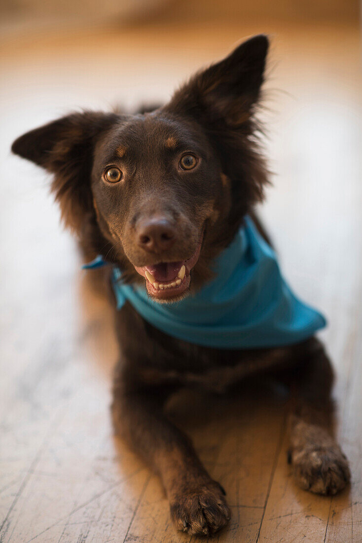 Dog wearing bandana laying on wooden floor