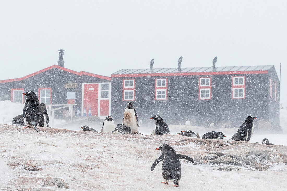 Gentoo penguin (Pygoscelis papua) breeding colony in snow storm at Port Lockroy, Antarctica, Polar Regions