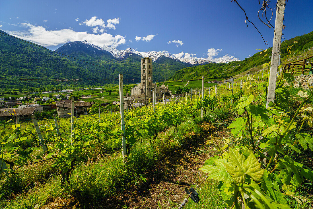 The Church of Bianzone seen from the green vineyards of Valtellina, Lombardy, Italy, Europe