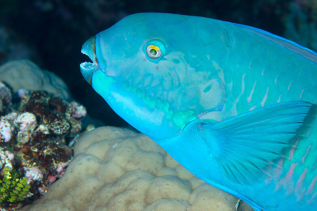 Indian steephead parrotfish (Scarus strongycephalus), beak open feeding, Queensland, Australia, Pacific