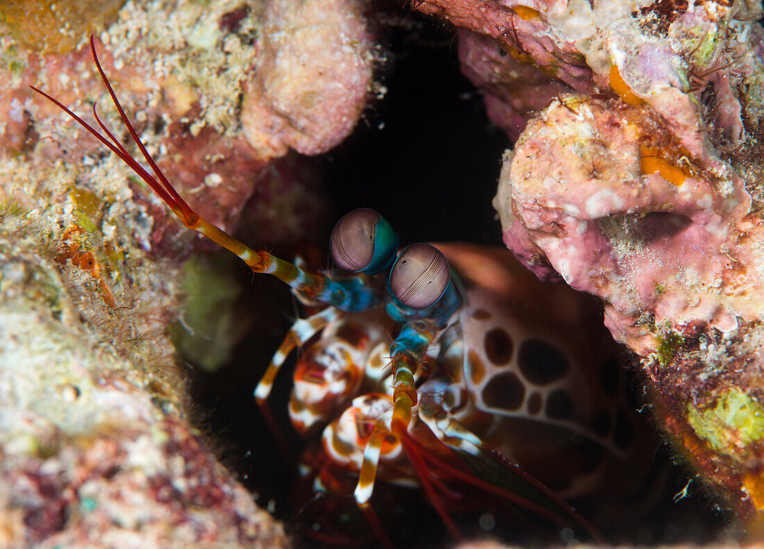 Mantis shrimp (Gonodactylus sp.), a hole dwelling crustacean, Queensland, Australia, Pacific