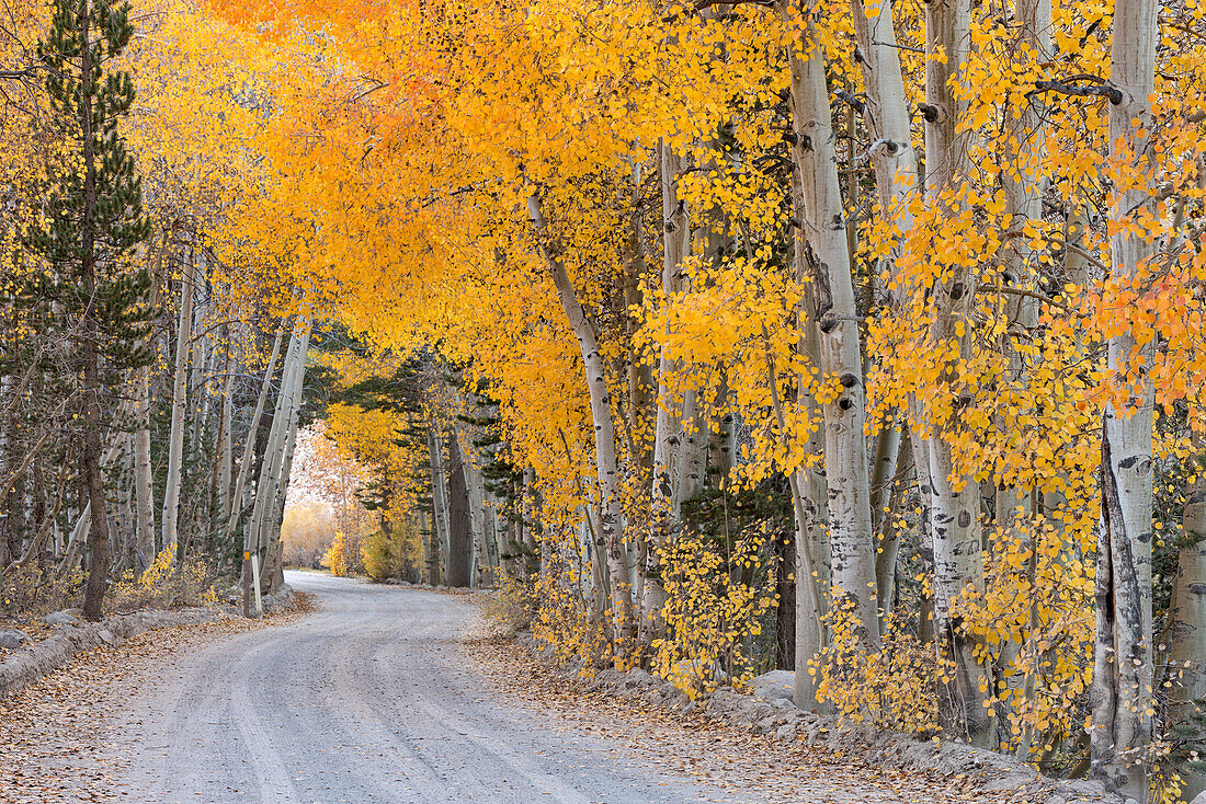 Dirt road winding through a tree tunnel in fall, Bishop, California, United States of America, North America