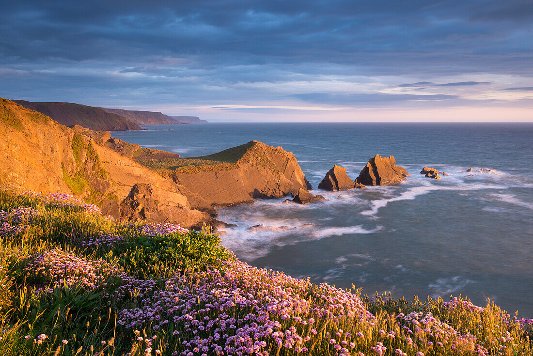 Beautiful sea pink wildflowers in spring on the clifftops above Screda Point, Hartland Quay, North Devon, England, United Kingdom, Europe