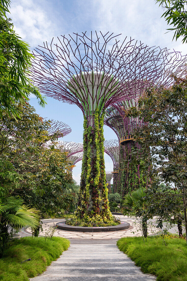 The Supertrees in the Garden By The Bay in Singapore, Southeast Asia, Asia
