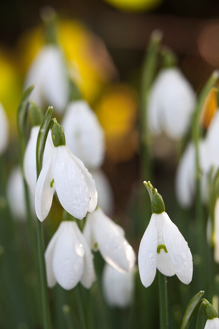 Schneeglöckchen, Cotswolds, Gloucestershire, England, Vereinigtes Königreich, Europa