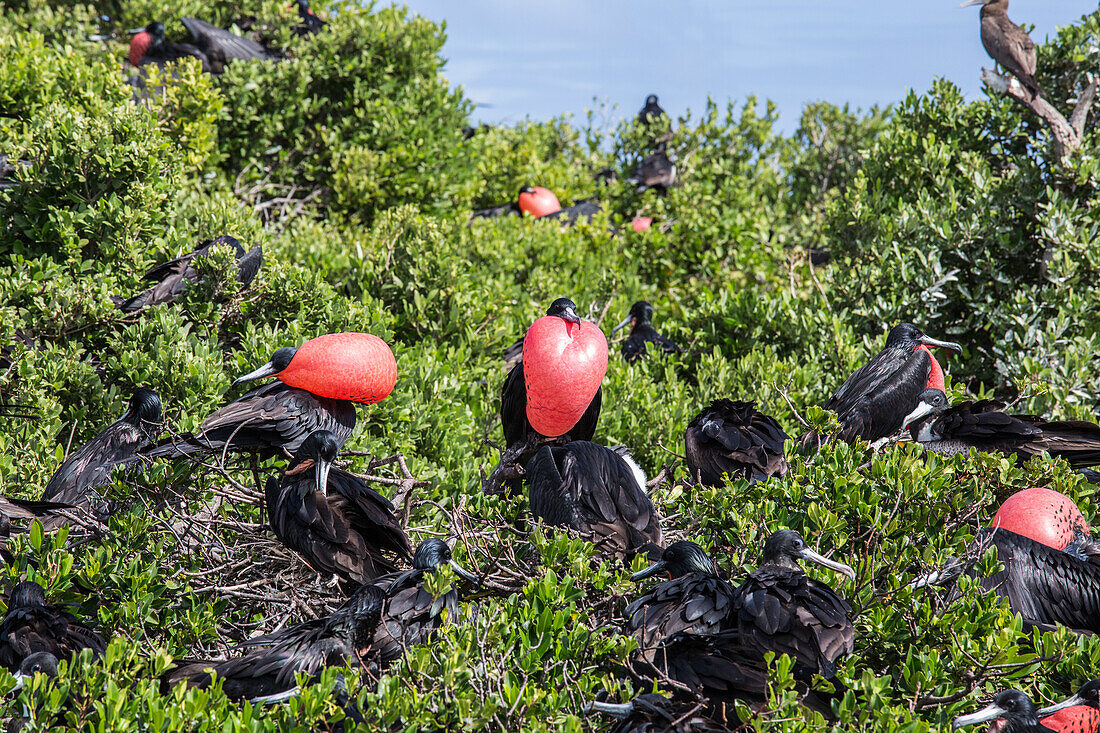 A group of male frigate birds with red throat pouches oversees females with chicks to prevent attack by predators, Barbuda, Antigua and Barbuda, Leeward Islands, West Indies, Caribbean, Central America