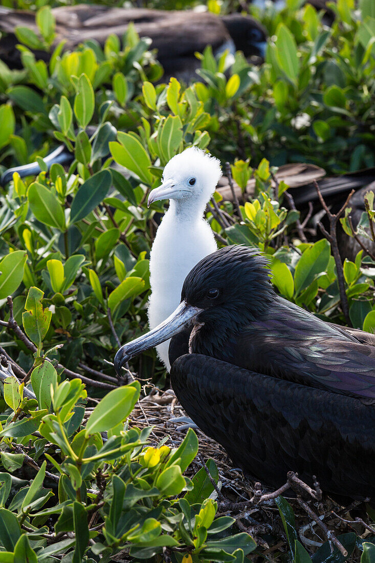 Mother frigate bird tenaciously protects her chick, Barbuda, Antigua and Barbuda, Leeward Islands, West Indies, Caribbean, Central America
