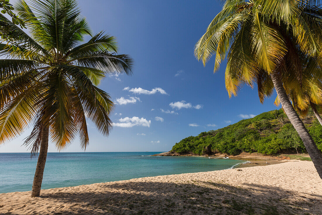 Palm trees thrive on the beautiful beach of Hawksbill which houses one of the most luxurious resorts in the Caribbean, Antigua, Leeward Islands, West Indies, Caribbean, Central America