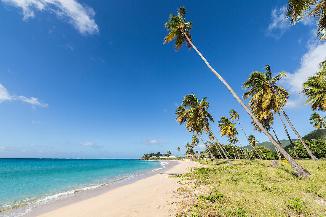 Towering coconut palms stretching towards the Caribbean Sea near Carlisle Bay. Antigua, Leeward Islands, West Indies, Caribbean, Central America