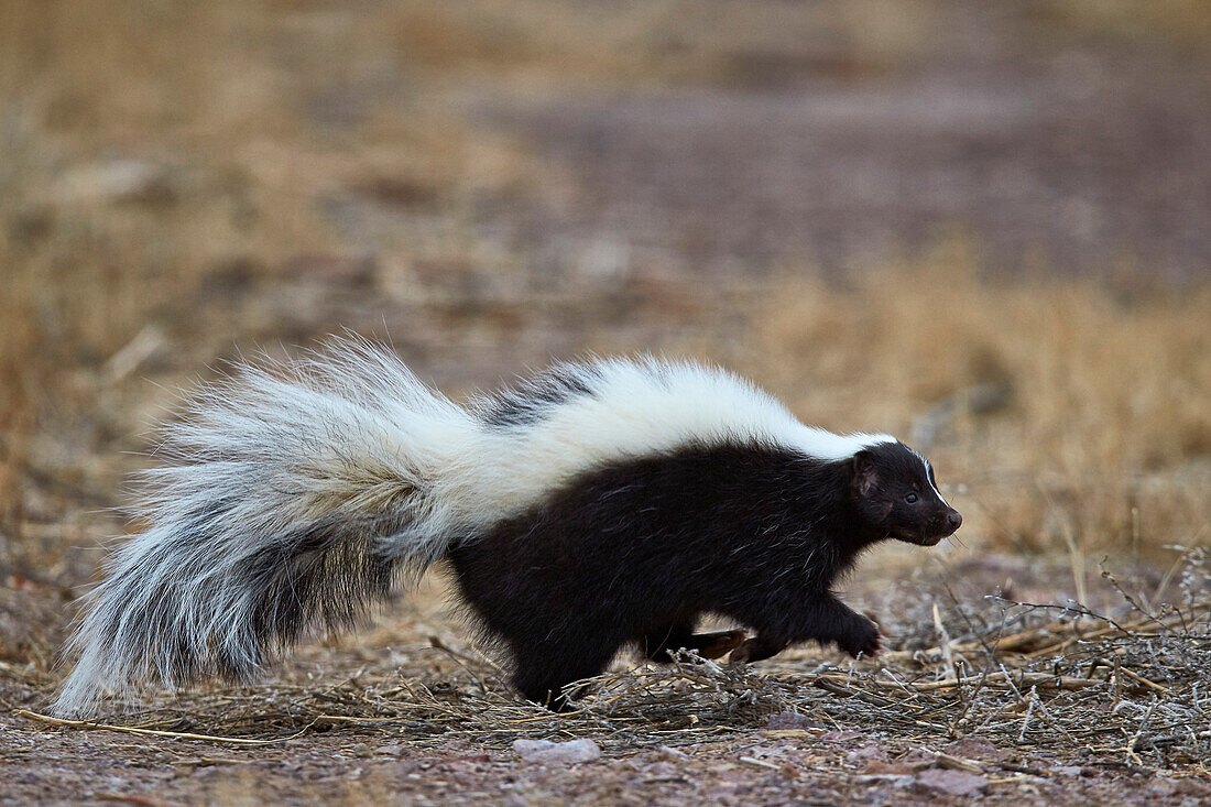Striped skunk (Mephitis mephitis), Bosque del Apache National Wildlife Refuge, New Mexico, United States of America, North America