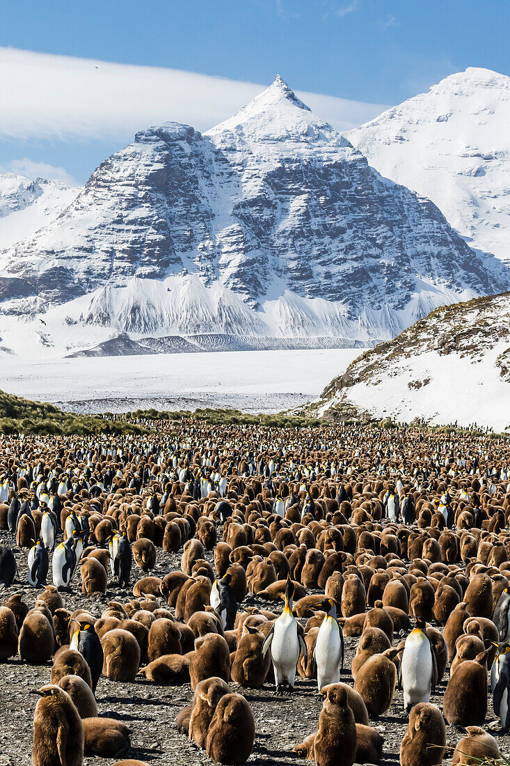 Adult and juvenile king penguins (Aptenodytes patagonicus), at breeding colony at Salisbury Plain, South Georgia, Polar Regions