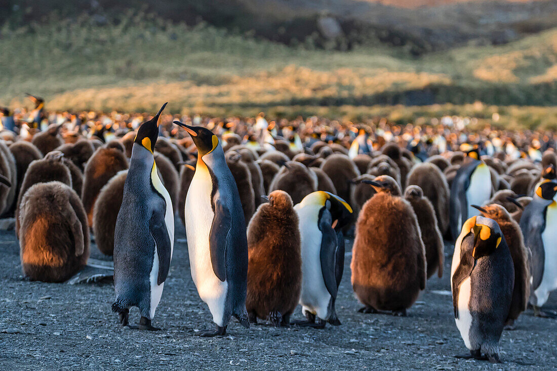 King penguins (Aptenodytes patagonicus) in early morning light at Gold Harbor, South Georgia, Polar Regions
