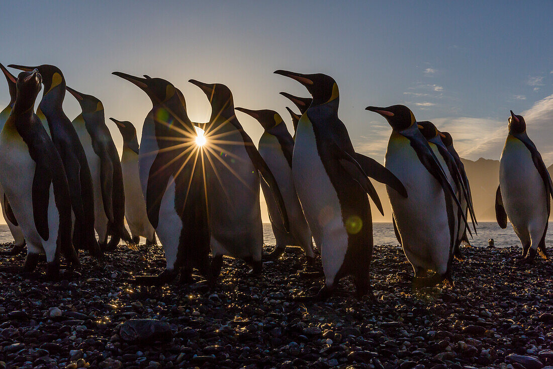 King penguins (Aptenodytes patagonicus) at sunrise, in St. Andrews Bay, South Georgia, Polar Regions