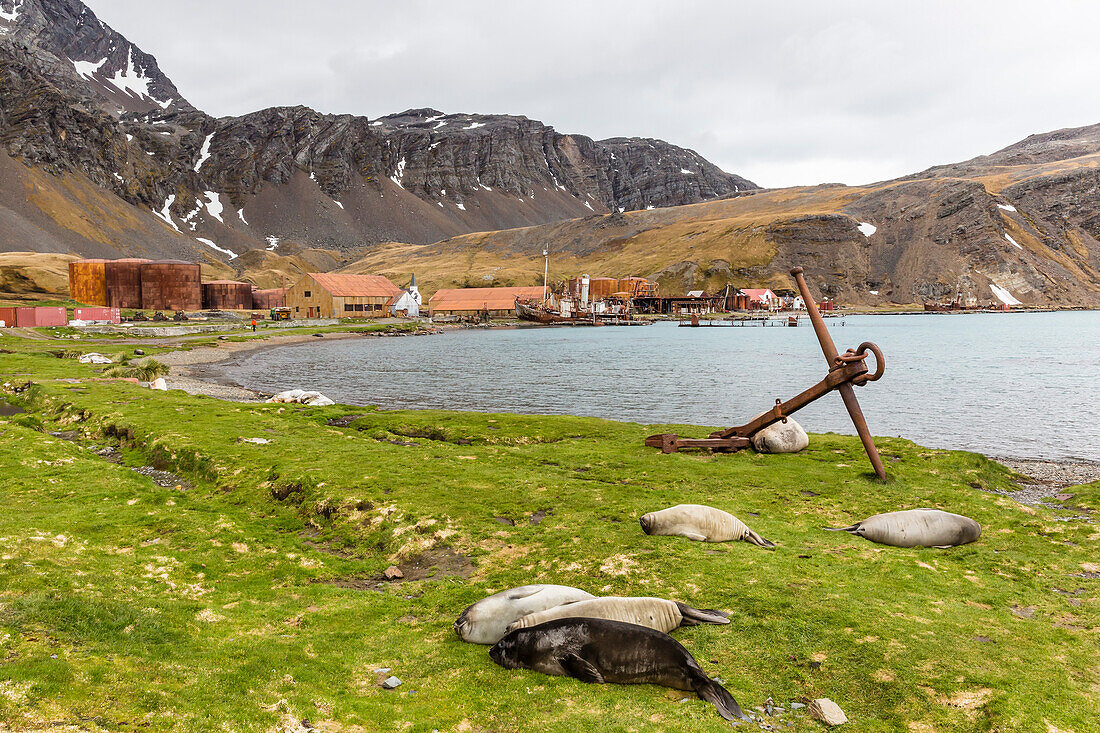 Southern elephant seal pups (Mirounga leonina) after being weaned in Grytviken Harbor, South Georgia, Polar Regions