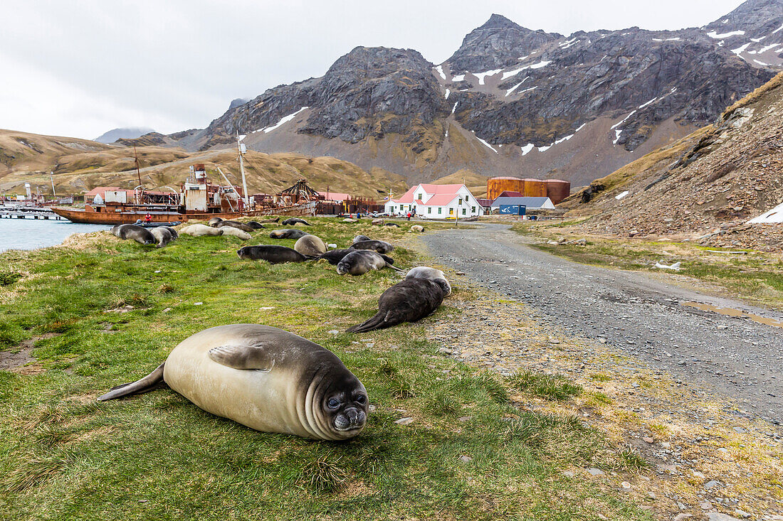 Southern elephant seal pups (Mirounga leonina) after weaning in Grytviken Harbor, South Georgia, Polar Regions