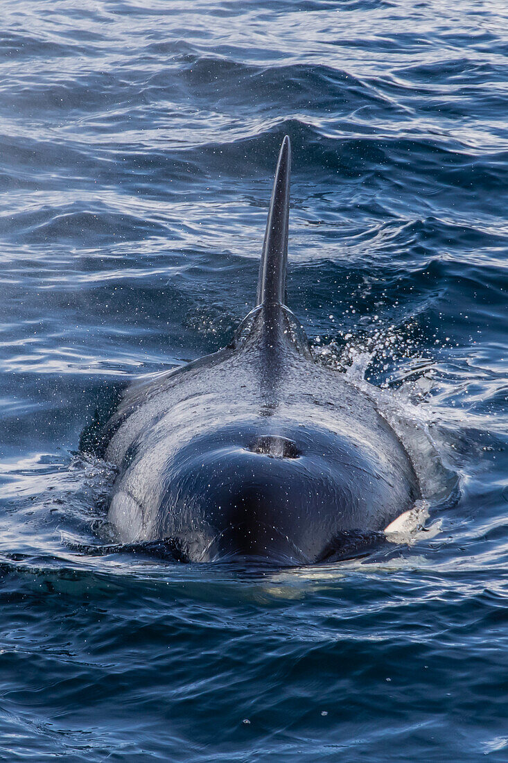 Adult Type A killer whale (Orcinus orca) surfacing in the Gerlache Strait, Antarctica, Polar Regions