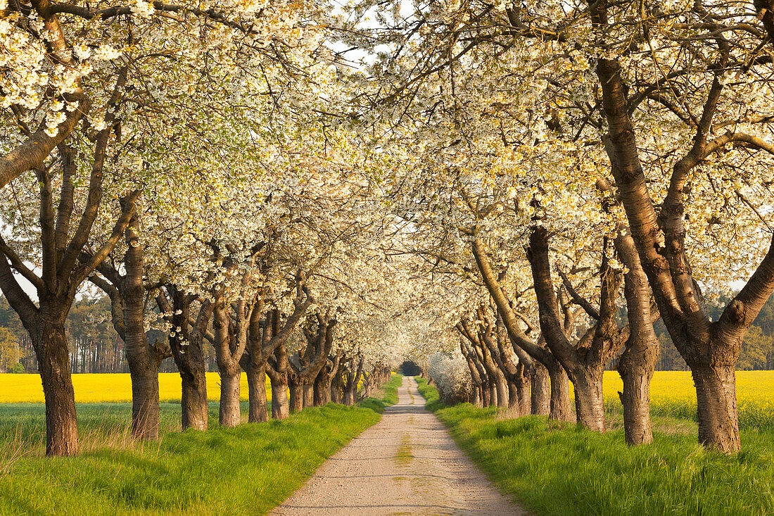 Alley of cherry trees, Wendland region, Lower Saxony, Germany
