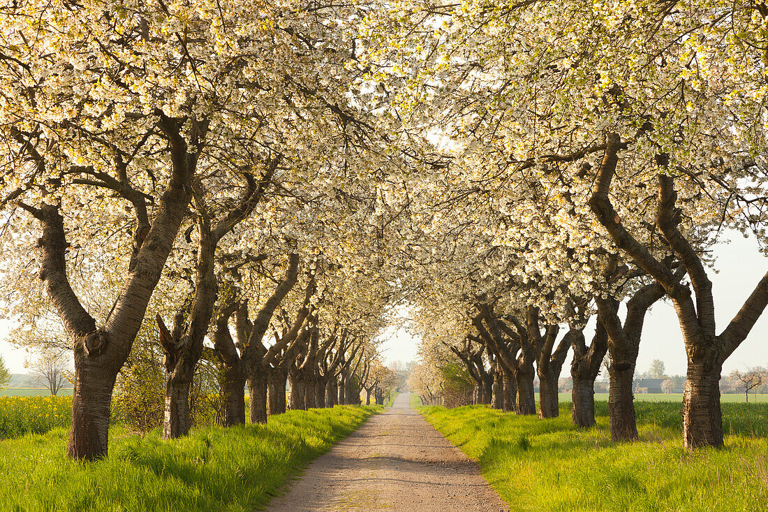 Alley of cherry trees, Wendland region, Lower Saxony, Germany