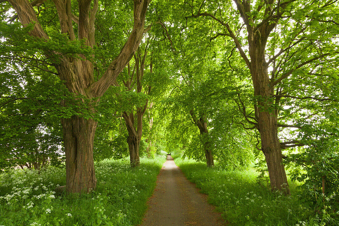 Hainbuchenallee bei Putbus, Insel Rügen, Mecklenburg-Vorpommern, Deutschland