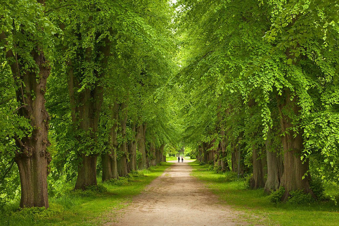 Lindenallee in Putbus, Insel Rügen, Mecklenburg-Vorpommern, Deutschland