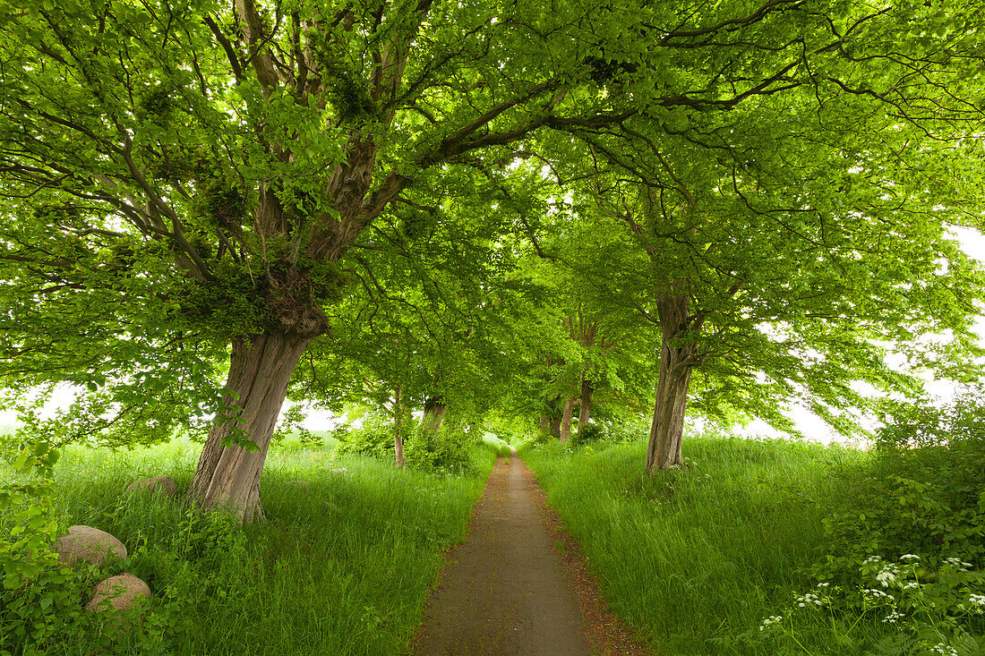 Hornbeam alley, near Putbus, Ruegen island, Mecklenburg-West Pomerania, Germany