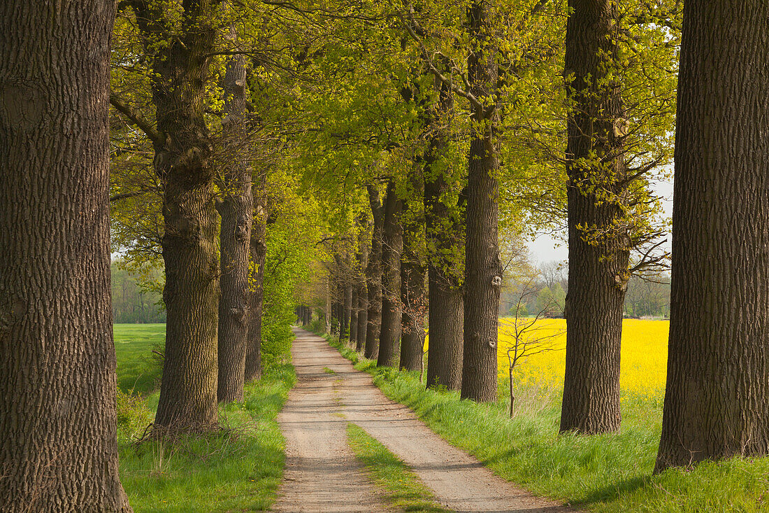 Oak alley near Helmstedt, Lower Saxony, Germany