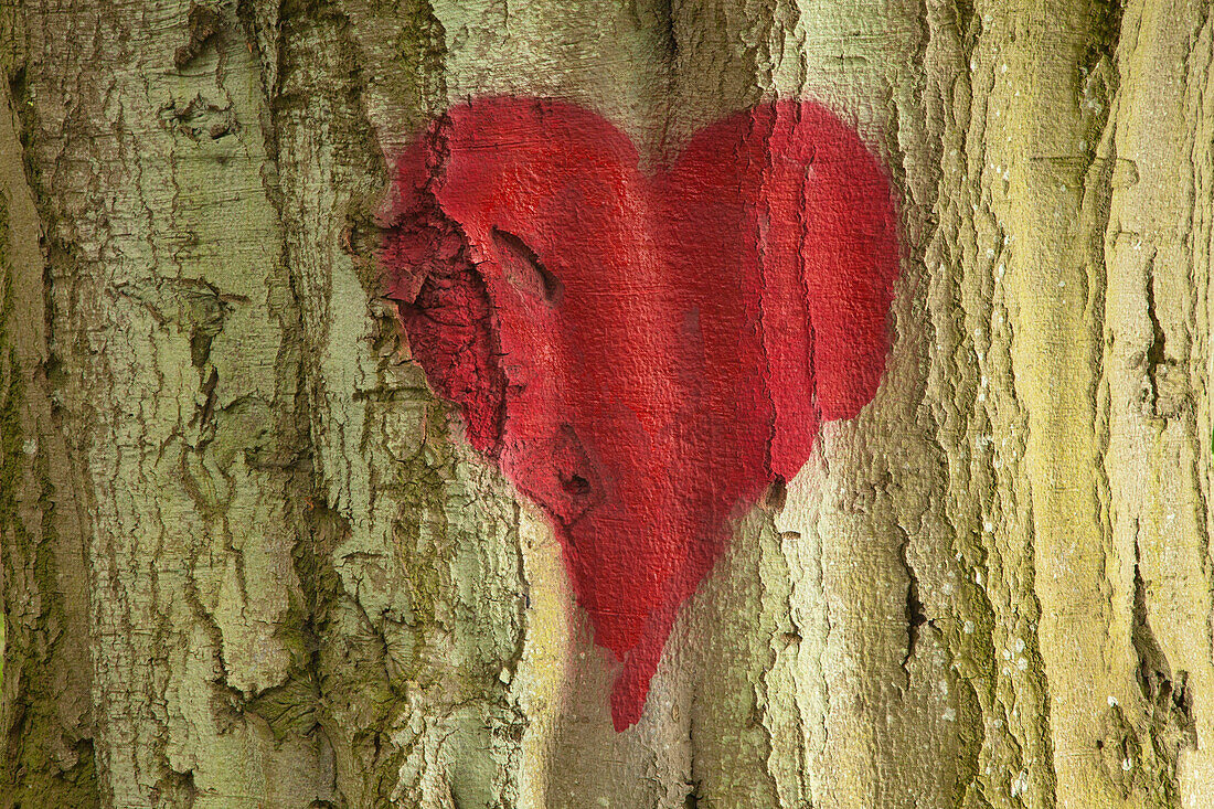 Painted heart at the bark of a beech, Ruegen island, Mecklenburg-West Pomerania, Germany