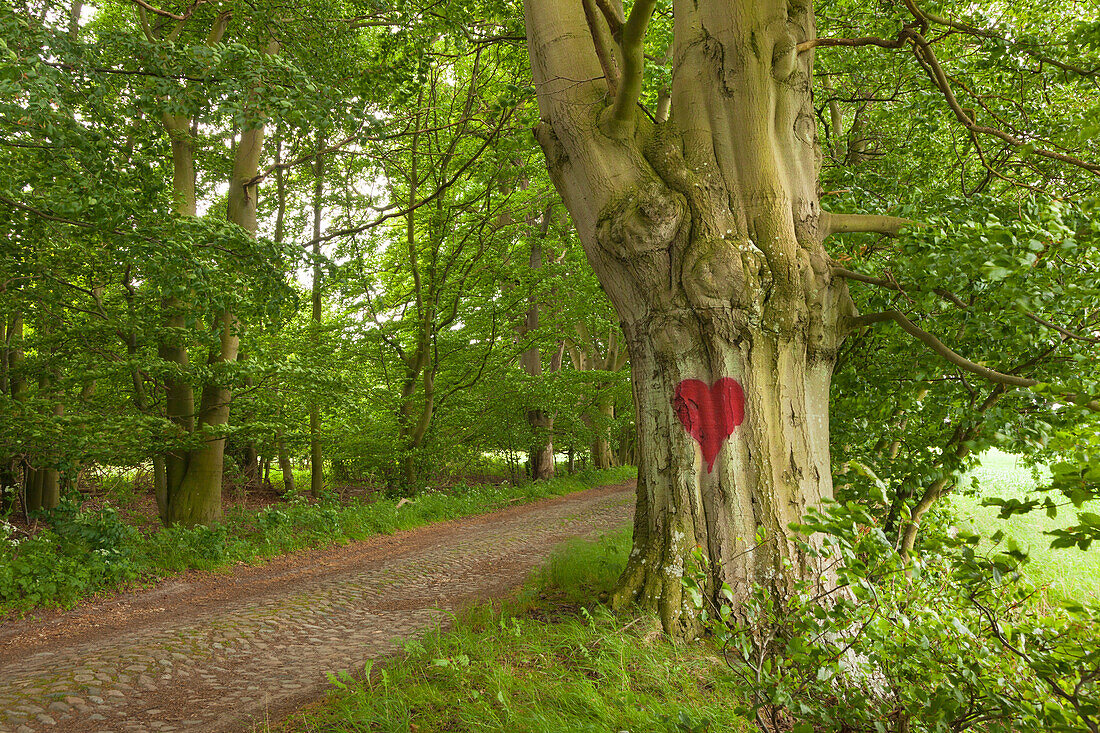 Beech alley, Ruegen island, Mecklenburg-West Pomerania, Germany