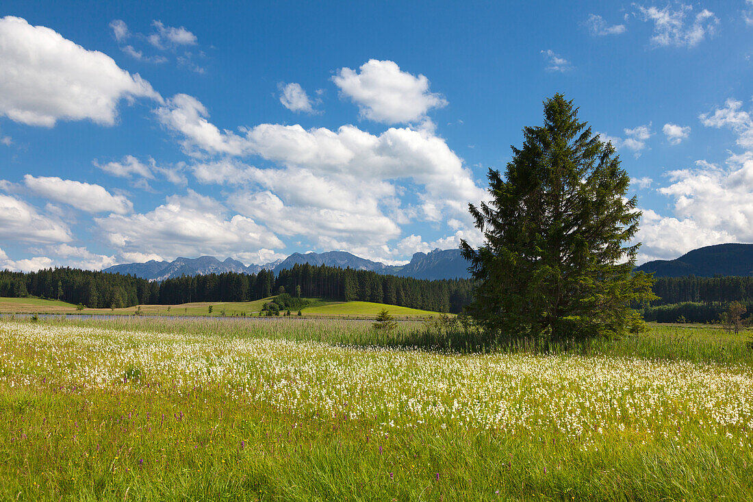 Cotton grass, view over Attlesee near Nesselwang to Tannheimer mountains, Allgaeu, Bavaria, Germany