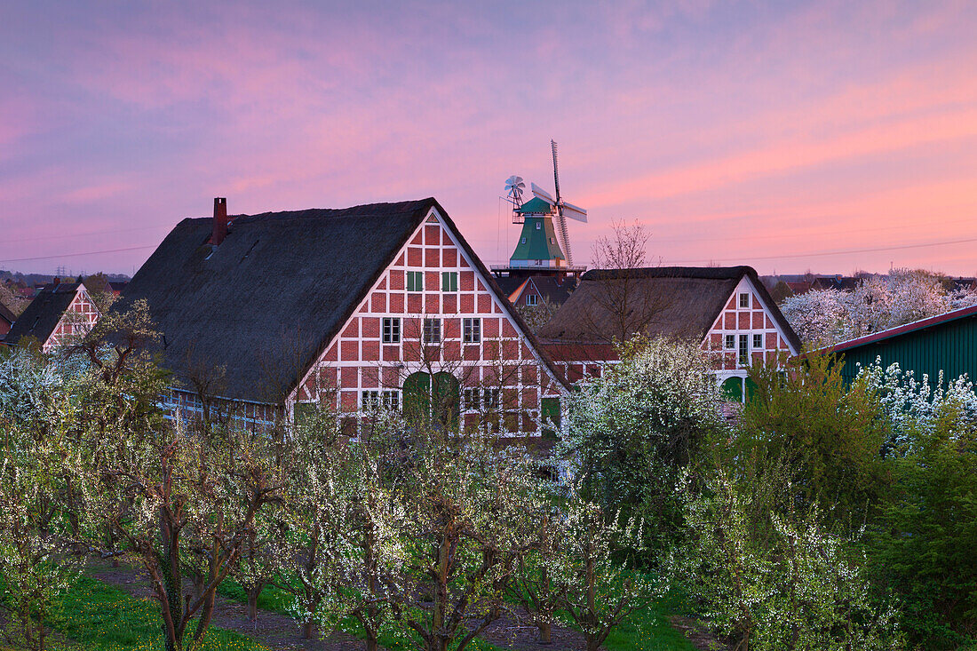 Blühende Obstbäume vor reetgedeckten Fachwerkhäusern und Windmühle, bei Twielenfleth, Altes Land, Niedersachsen, Deutschland