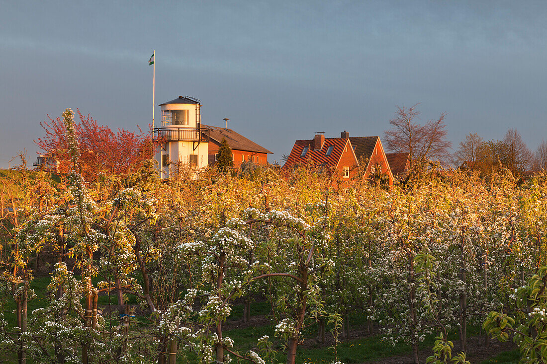 Blooming trees in front of a lighthouse, near Twielenfleth, Altes Land, Lower Saxony, Germany