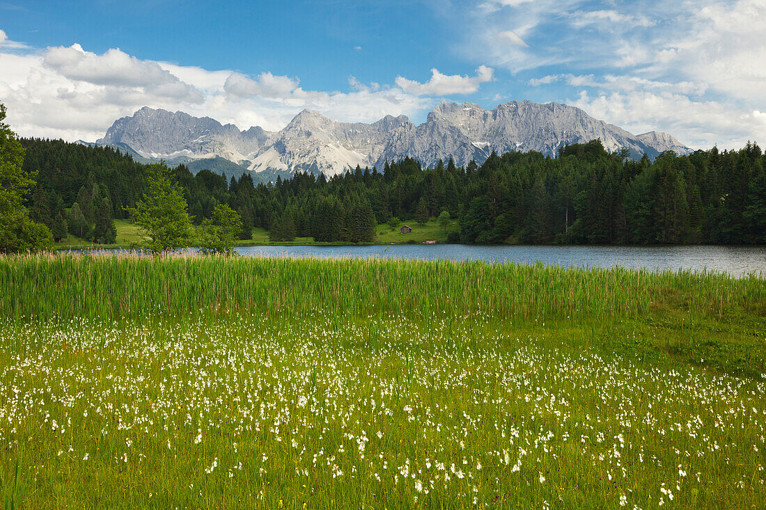 Cotton grass at Geroldsee, view to Karwendel, Werdenfels region, Bavaria, Germany