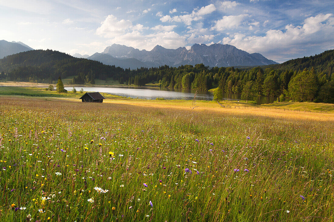 Blumenwiese am Geroldsee, Blick zum Karwendel, Werdenfelser Land, Bayern, Deutschland