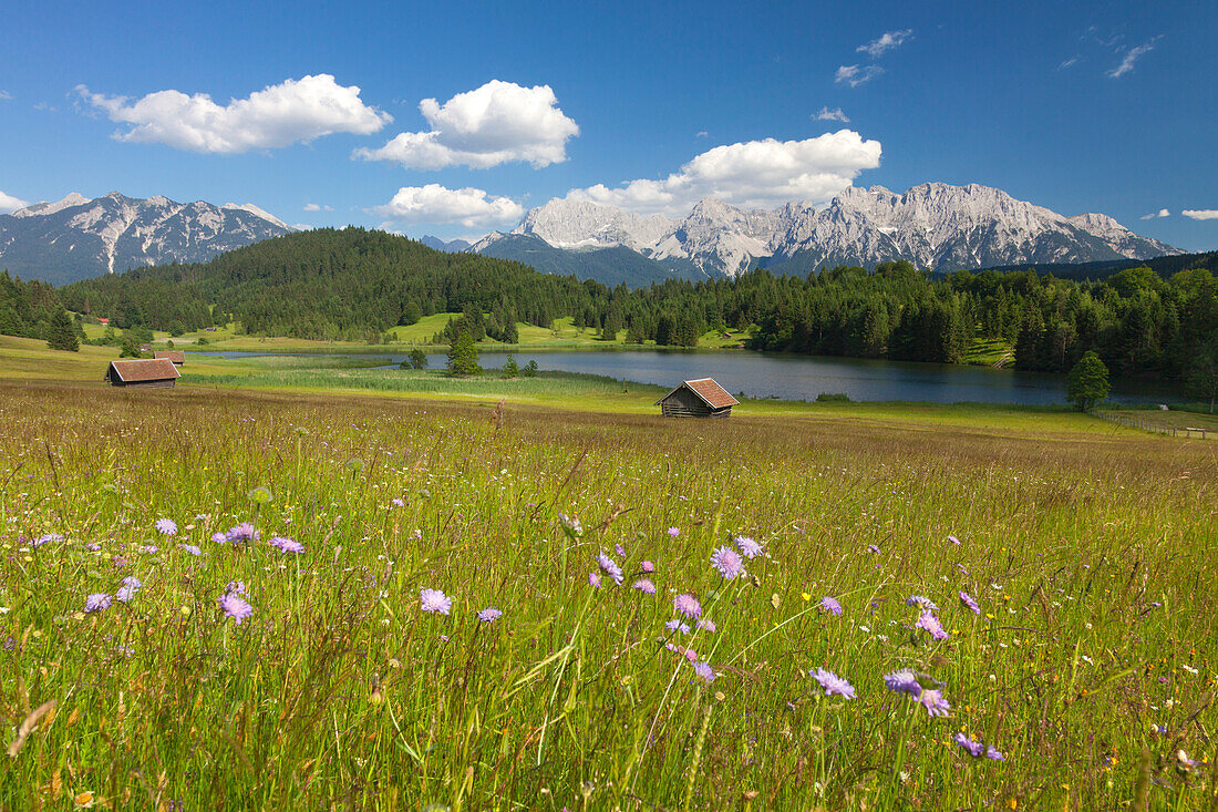 Blumenwiese am Geroldsee, Blick auf Soierngruppe und Karwendel, Werdenfelser Land, Bayern, Deutschland